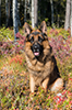 Fjällbrantens Dexter (2)